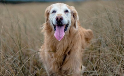 Veterinarios curan a perro de cáncer; dueño les compra anuncio de Super Bowl