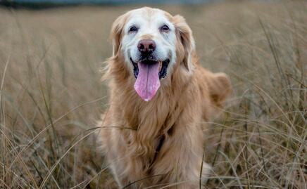 Veterinarios curan a perro de cáncer; dueño les compra anuncio de Super Bowl