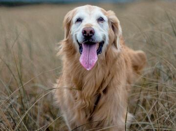 Veterinarios curan a perro de cáncer; dueño les compra anuncio de Super Bowl