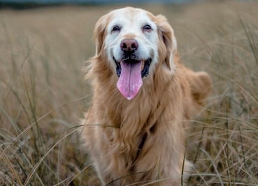 Veterinarios curan a perro de cáncer; dueño les compra anuncio de Super Bowl