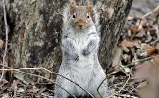 Vecindario de NY aterrorizado por ‘misteriosos’ ataques de ardillas