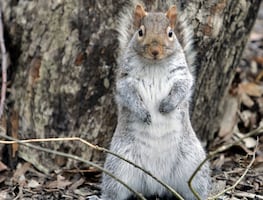 Vecindario de NY aterrorizado por ‘misteriosos’ ataques de ardillas