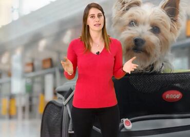 #TipsdeViaje 4 recomendaciones para viajar con tu perro a EU