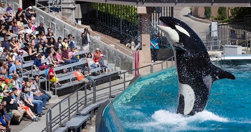 ¿Cuánto cuesta visitar SeaWorld en San Diego?