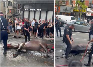 Colapsa caballo de carruaje turístico en Nueva York y conductor lo golpea