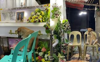 Perrito asiste al funeral de su dueña y su reacción entristece en redes sociales. VIDEO