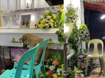 Perrito asiste al funeral de su dueña y su reacción entristece en redes sociales. VIDEO