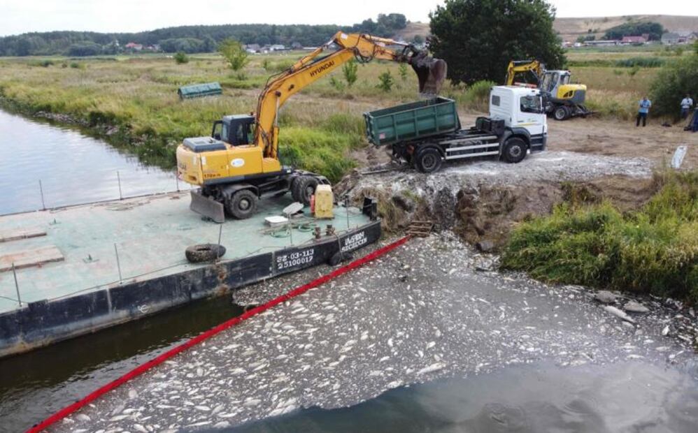 Sacan 100 toneladas de peces muertos en río entre Polonia y Alemania