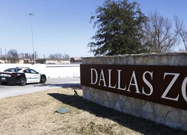 Zoológico de Dallas cierra para buscar pantera nebulosa desaparecida