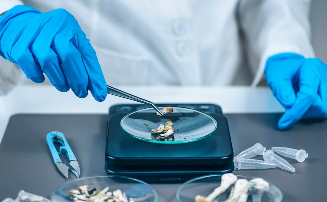 Los hongos psicodélicos pordrían ayudar al tratamiento de la depresión. Foto: iSTOCK/microgen