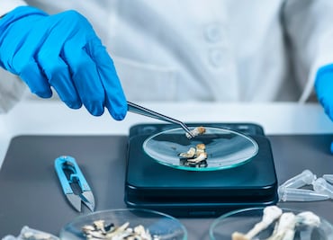 Los hongos psicodélicos pordrían ayudar al tratamiento de la depresión: estudio