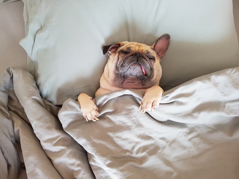10 razas de perros que viven más años; se quedarán contigo un largo tiempo. Foto: iSTOCK-fongleon356