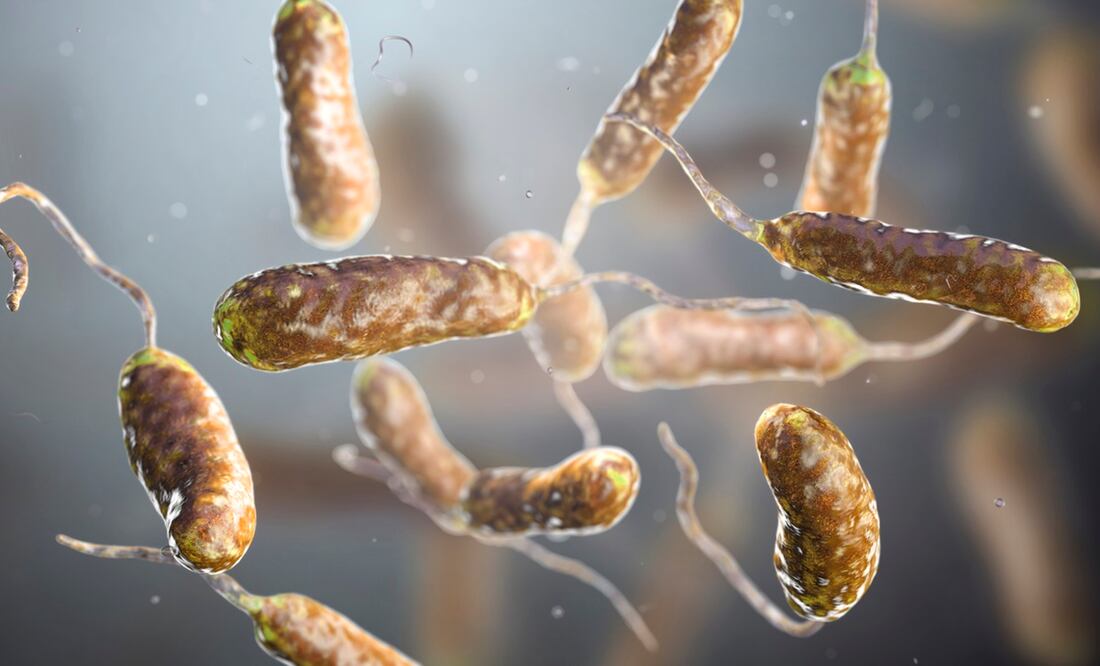 Bacteria come carne. Foto: iStock-Dr_Microbe