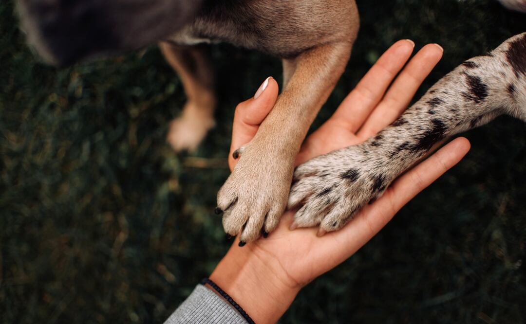 ¿Por qué las patas de los perros huelen a queso? ¿Es normal? Esto dice la ciencia. Foto: iStock-Ksenia Raykova