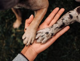 ¿Por qué las patas de los perros huelen a frituras de queso? ¿Es normal? Esto dice la ciencia