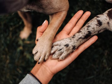 ¿Por qué las patas de los perros huelen a frituras de queso? ¿Es normal? Esto dice la ciencia