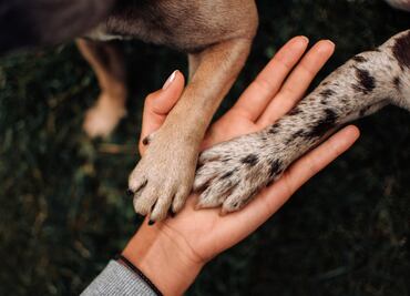 ¿Por qué las patas de los perros huelen a frituras de queso? ¿Es normal? Esto dice la ciencia
