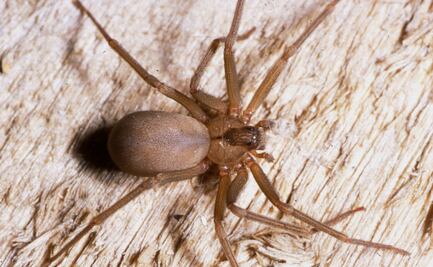 “Pensé que moriría”, mujer de Virginia sufre mordida de araña venenosa 