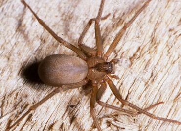 “Pensé que moriría”, mujer de Virginia sufre mordida de araña venenosa