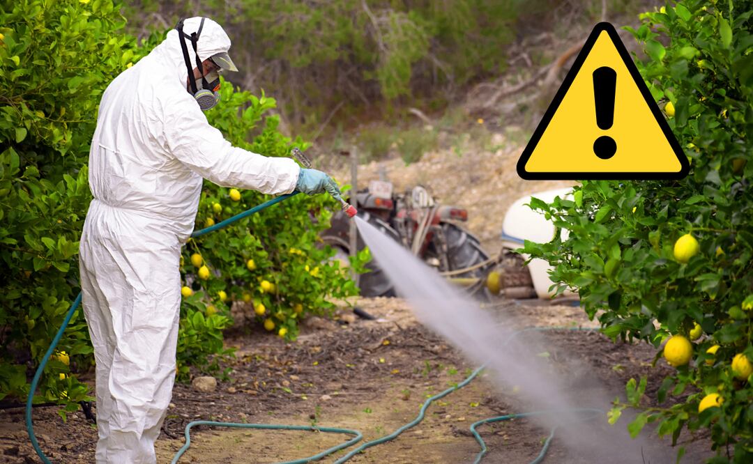 35 plaguicidas prohibidos en México por provocar cáncer y ser altamente peligrosos. ¿Cuáles son Aquí la LISTA. Foto: Canva