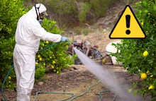35 plaguicidas prohibidos en México por provocar cáncer y ser altamente peligrosos. ¿Cuáles son? Aquí la LISTA