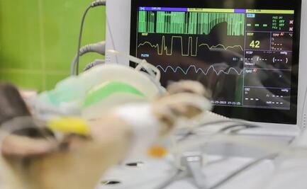 Fallece el primer perro diagnosticado con Covid-19 en EU