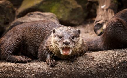 Alertan por ataques de nutrias en Alaska tras lesionar a niño 