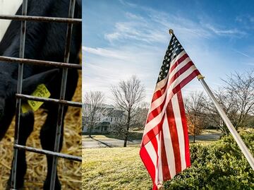 Estados Unidos ofrece trabajo para veterinario o criador de terneros