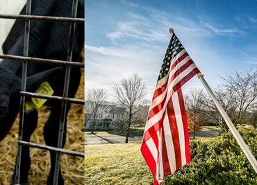 Estados Unidos ofrece trabajo para veterinario o criador de terneros
