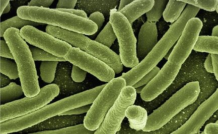 Descubren la bacteria más grande del mundo, visible al ojo humano