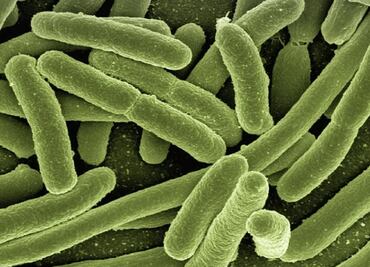 Descubren la bacteria más grande del mundo, visible al ojo humano