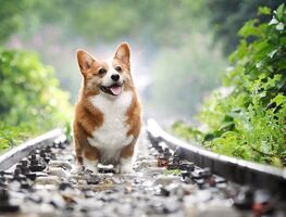 Las 10 razas de perros más populares del mundo