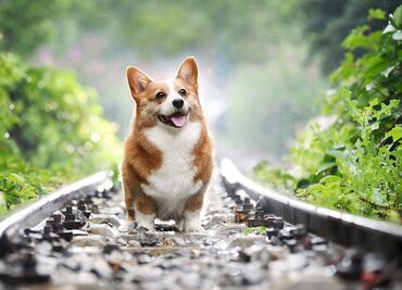 Las 10 razas de perros más populares del mundo