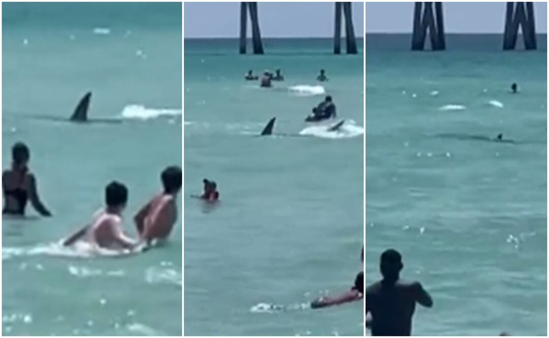 Terror en playa de Florida. Tiburón acecha a bañistas mientras nadaban. Foto: Twitter