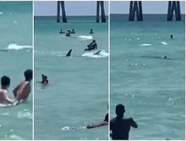 Terror en playa de Florida. Tiburón acecha a bañistas mientras nadaban