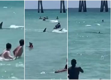 Terror en playa de Florida. Tiburón acecha a bañistas mientras nadaban