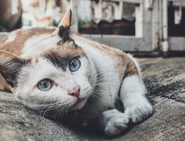 Dos gatos son las dos primeras mascotas que dan positivo de COVID-19 en EU