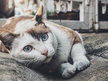 Dos gatos son las dos primeras mascotas que dan positivo de COVID-19 en EU
