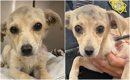 Rescatan a perrita con una flecha atravesada en el cuello