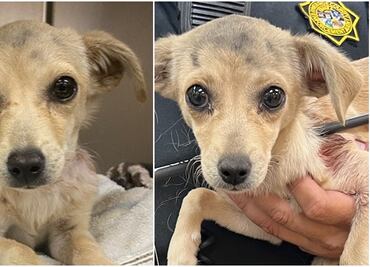 Rescatan a perrita con una flecha atravesada en el cuello