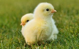 Alertan los CDC por brote de salmonela en pollos de corral en EU