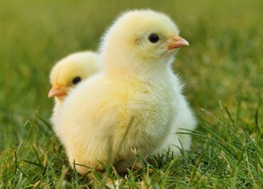 Alertan los CDC por brote de salmonela en pollos de corral en EU