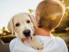 ¿Tu perro realmente te ama? Esto es lo que dicen los expertos