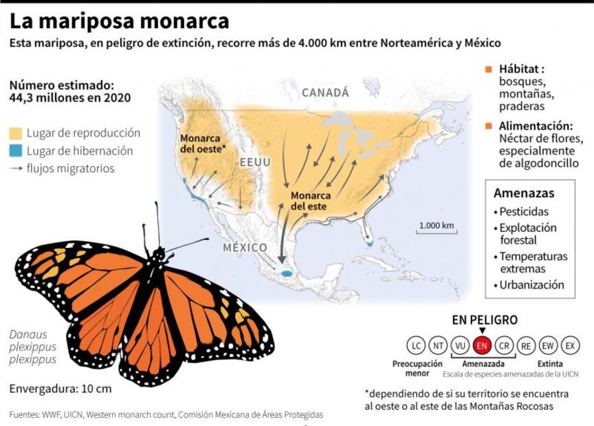 La mariposa monarca entra en la lista roja de especies amenazadas
