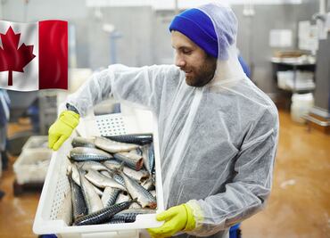 Canadá busca mexicanos (sin inglés) para trabajar por sueldo de hasta $42,000