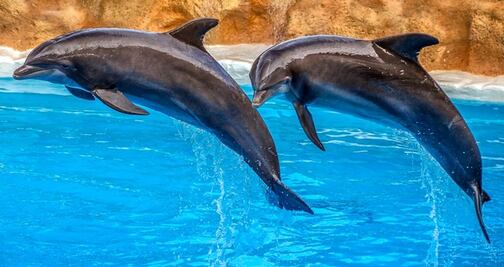 Parque de Arizona dejará de usar delfines para espectáculos
