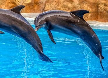 Parque de Arizona dejará de usar delfines para espectáculos