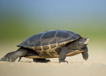 Tortuga impacta en parabrisas de un auto y hiere a una mujer