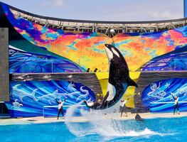 SeaWorld San Diego: todo lo que debes saber para visitarlo