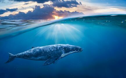 Los mejores lugares en Estados Unidos para ver ballenas durante otoño e invierno